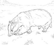 Coloriage Blaireau europ&eacute;en r&eacute;aliste