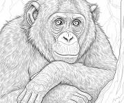 Coloriage Bonobo r&eacute;aliste