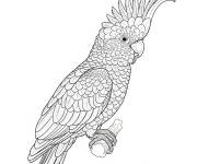 Coloriage Cacato&egrave;s rosalbin r&eacute;aliste