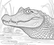 Coloriage Ca&iuml;man &agrave; lunettes r&eacute;aliste