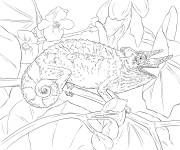 Coloriage Cam&eacute;l&eacute;on de Jackson r&eacute;aliste