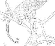 Coloriage et dessins gratuit Cam&eacute;l&eacute;on voil&eacute; r&eacute;aliste à imprimer