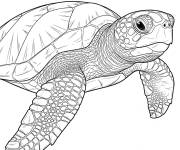 Coloriage Caouanne r&eacute;aliste