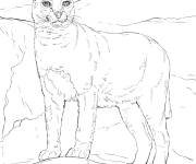 Coloriage Caracal r&eacute;aliste