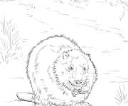 Coloriage Castor canadien r&eacute;aliste