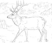 Coloriage Cerf de Tule r&eacute;aliste