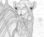 Coloriage Chameau d'Arabie r&eacute;aliste