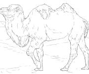 Coloriage et dessins gratuit chameau de Bactriane r&eacute;aliste à imprimer