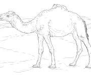 Coloriage et dessins gratuit Chameau r&eacute;aliste à imprimer