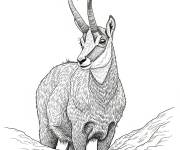 Coloriage Chamois r&eacute;aliste