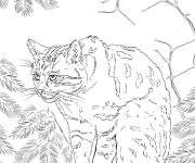 Coloriage Chat d'&Eacute;cosse r&eacute;aliste