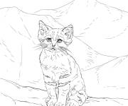 Coloriage Chat des sables r&eacute;aliste