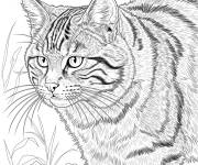Coloriage Chat sauvage r&eacute;aliste