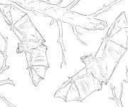 Coloriage Chauve-souris volant r&eacute;aliste