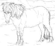 Coloriage Cheval Islandais r&eacute;aliste