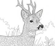 Coloriage Chevreuil r&eacute;aliste