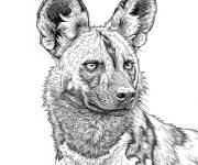 Coloriage Chien sauvage africain r&eacute;aliste
