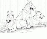 Coloriage Chiens Bergers allemands r&eacute;aliste