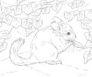 Coloriage Chinchilla &agrave; longue queue r&eacute;aliste