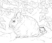 Coloriage Chinchilla &agrave; queue courte r&eacute;aliste
