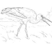 Coloriage et dessins gratuit Cigogne blanche r&eacute;aliste à imprimer