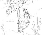 Coloriage Cigognes noires r&eacute;aliste