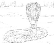 Coloriage Cobra indien r&eacute;aliste