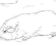 Coloriage Cochon d'Inde r&eacute;aliste
