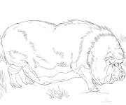 Coloriage Cochon vietnamien r&eacute;aliste