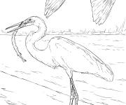 Coloriage et dessins gratuit Couple de aigrettes blanches r&eacute;aliste à imprimer