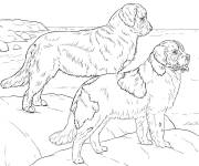 Coloriage Couple de chien r&eacute;aliste