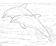Coloriage et dessins gratuit Couple de dauphins r&eacute;alistes à imprimer