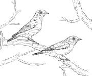 Coloriage Couple de merlebleus de l'Est r&eacute;aliste