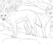 Coloriage Couple dingos r&eacute;aliste