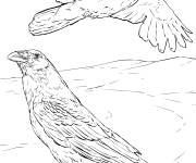Coloriage Couple Grand Corbeau r&eacute;aliste