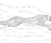 Coloriage Course de Gu&eacute;pard rapide