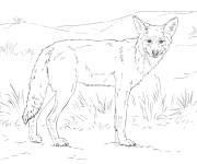 Coloriage Coyote dans le d&eacute;sert r&eacute;aliste