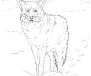 Coloriage coyote imprimable r&eacute;aliste