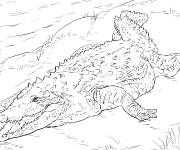 Coloriage Crocodile am&eacute;ricain r&eacute;aliste