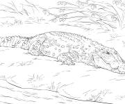 Coloriage Crocodile d'Australie r&eacute;aliste