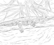 Coloriage Crocodile de Johnston r&eacute;aliste