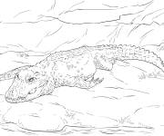 Coloriage Crocodile nain