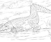 Coloriage Crocodile r&eacute;aliste