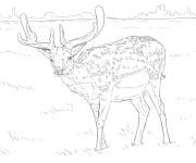 Coloriage Daim animal r&eacute;aliste