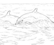Coloriage Dauphin commun &agrave; bec court r&eacute;aliste