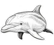 Coloriage Dauphin R&eacute;aliste