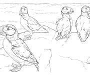 Coloriage Des b&eacute;b&eacute;s Macareux cornus sur la plage