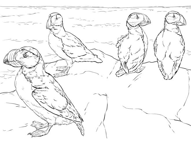 Coloriage et dessins gratuits Des b&eacute;b&eacute;s Macareux cornus sur la plage à imprimer