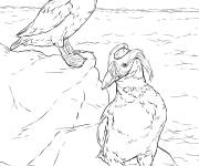 Coloriage Deux macareux hupp&eacute;s r&eacute;aliste