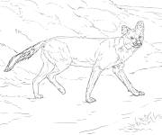 Coloriage Dhole r&eacute;aliste